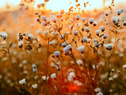 Beautiful Melancholy
